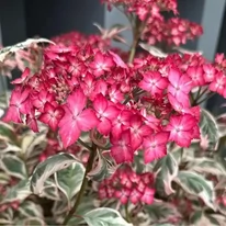 Florile minunate și frunzele decorative ale hortensiei Hydrangea serrata Euphoria Pink. 