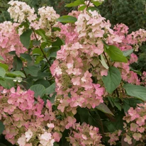 Florile hortensiei Hydrangea paniculata Pink Diamond.