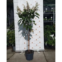Hortensie Candlelight tip pomișor crescut pe un trunchi înalt de 60 cm în pepiniera noastă. 