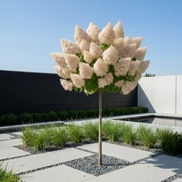 Imagine cu hortensia Polar Bear pe tulpină înaltă, în curs de colorare, într-o grădină modernă.