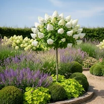 Vizualizare cu hortensia Polar Bear pe tulpină înaltă, printre plante ornamentale.