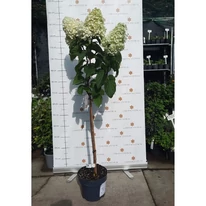 Hydrangea paniculata Silver Dollar tip pomișor în luna septembrie. 