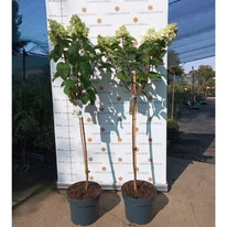 Hortensie Silver Dollar tip pomișor în pepiniera noastră în luna august. 