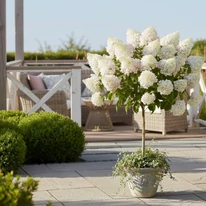 Imagine cu hortensie paniculată pe tulpină înaltă, crescută în jardiniere pe terasă.