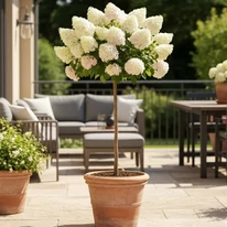 Imagine cu hortensia Sundae Fraise pe tulpină înaltă, plantată în jardinieră pe o terasă însorită.