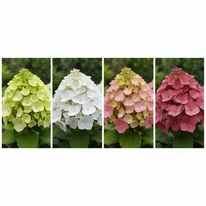 Transformarea culorii florilor hortensiei Sundae Fraise.