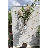 Hortensia Angel's Blush în timpul înfloririi în pepiniera noastră. 