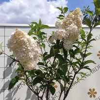 Inflorescențele uriașe ale hortensiei Angel's Blush.