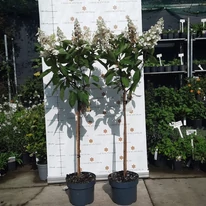 Hortensie Candlelight tip pomișor în pepiniera noastră în luna septembrie. 
