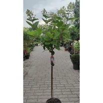 Hortensia Early Sensation tip pomișor în pepiniera noastră în luna iunie. 
