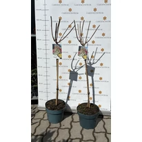 Hortensie Candlelight altoită pe trunchi de 60 cm înălțime.