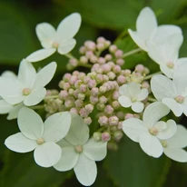 Inflorescența hortensiei Early Sensation are o structură mai aerisită. 