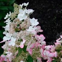 Florile hortensiei Angel's Blush se schimbă din alb în roz. 
