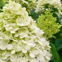 Inflorescența uriașă, de culoare alb-verzui a hortensiei Limelight.