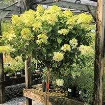 Hortensie Limelight crescută pe trunchi înalt. 