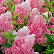 Hydrangea paniculata Vanille Fraise MT50 - Hortensie crescută pe trunchi înalt
