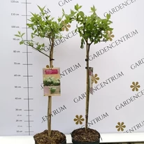 Hortensii Limelight crescute pe trunchi înalt în centrul nostru de grădinărit.