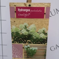 Eticheta hortensiei Limelight în pepiniera noastră. 