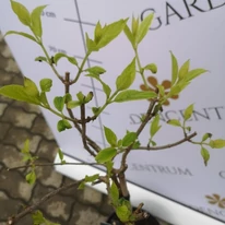 Hortensia paniculata Living Cotton Cream după tunderea de primăvară. 