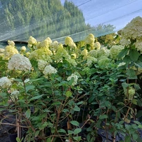 Hydrangea paniculata Limelight MT60 înflorită în luna august. 