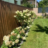 Hortensia Limelight crescută pe trunchi înalt și Living Pinky Promise decorează minunat într-un strat. 