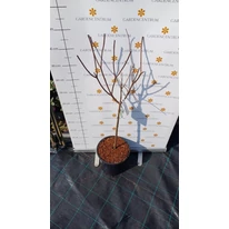 Hortensie tip pomișor Grandiflora în luna martie.