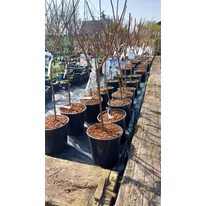 Hortensie tip pomișor Grandiflora în luna martie în pepiniera noastră.