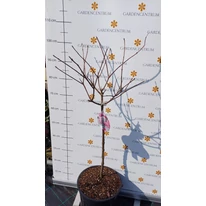 Hydrangea paniculata Vanille Fraise MT50 - Hortensie crescută pe trunchi înalt