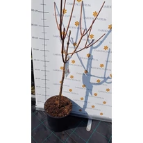 Hortensia Wim's Red tip pomișor în pepiniera noastră în luna martie. 