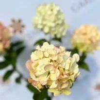 Florile hortenisei Petite Plestar în luna septembrie, în pepiniera noastră. 