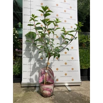 Hortensie tip pomișor Pink Lady în luna iunie. 
