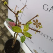 Hortensia Sundea Fraise începe să-și dezvolte frunze noi în luna aprilie în pepiniera noastră.