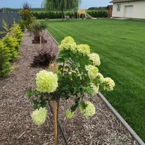 Hortensie Limelight tip pomișor înflorit, în luna iulie. 