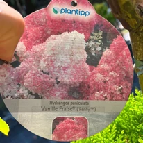 Eticheta hortensiei Vanille Fraise în pepiniera noastră. 