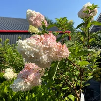 Florile hortensiei Vanille Fraise în luna iulie își schimbă culoarea.