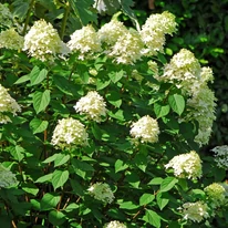 Hortensie Bobo în timpul înfloririi. 