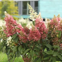 Hydrangea paniculata Candlelight în timpul înfloririi. 