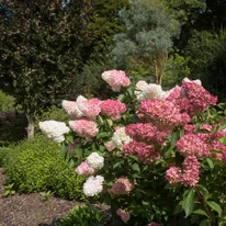 Hydrangea paniculata Sundae Fraise în timpul înfloririi. 