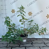 Hortensie paniculată Bobo în oferta Gardencentrum.