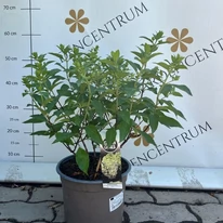 Aspectul hortensiei Bobo în luna iulie.