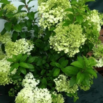 Începe să înflorească hortensia Bobo în pepiniera noastră, la începutul lunii iunie. 