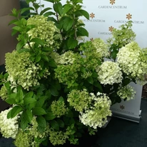 Florile hortensiei Bobo vor oferi un decor care durează timp de săptămâni. 