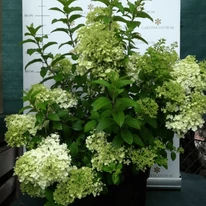 Hortensia Bobo cu creștere compactă, în pepiniera noastră, la sfârșitul lunii iunie. 