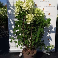 Hortensia Pink Diamond înflorită.