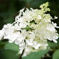 Inflorescența hortensiei paniculată Confetti văzută de aproape.