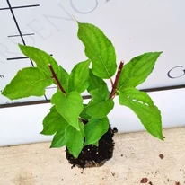 Hortensia Hercules în ghiveci mic de 9 cm în pepiniera noastră.