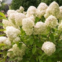 Hortensia paniculata Little Spooky cu creștere compactă și înflorire abundentă. 