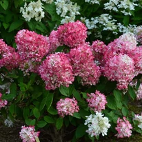 Hydrangea paniculata Diamant Rouge este o hortensie cu creștere compactă. 
