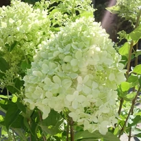 Inflorescența mare a hortensiei Little Lime. 