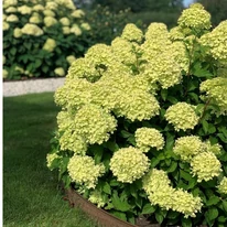 Hortensia Little Lime formează un arbust compact, cu formă rotunjită. 